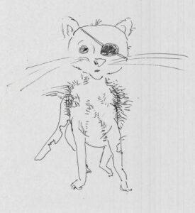 gatto